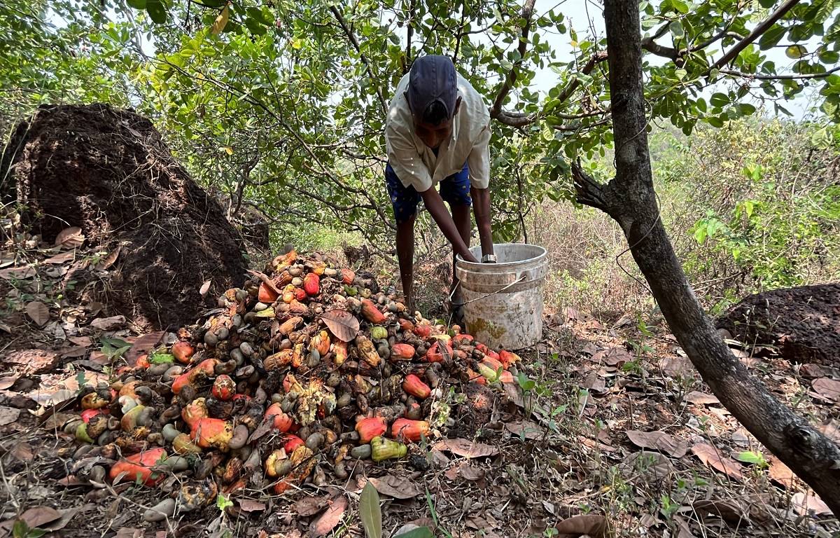 Cashew plantations in Maharashtra destroyed because of untimely rain