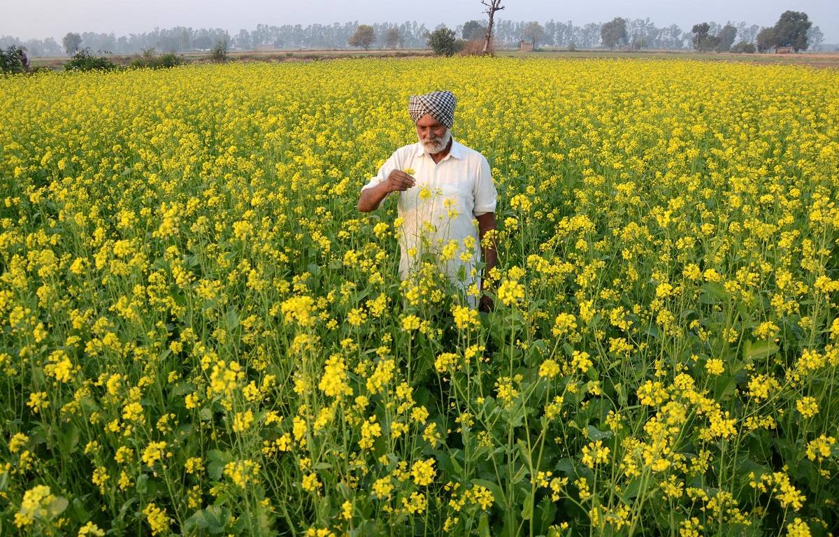The mustard crop has not been able to fetch a good price this year, despite the success of the previous two years.