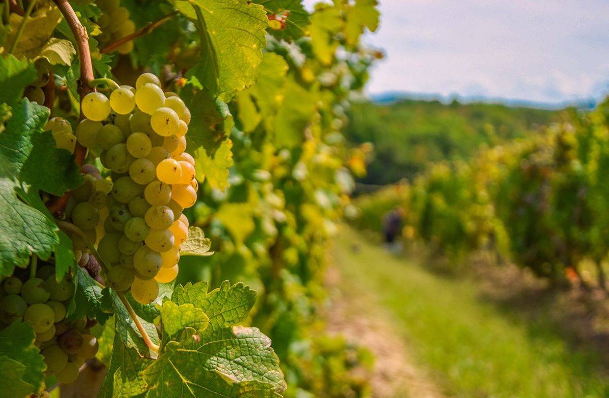 Europe accounts for over one lakh tonnes of the nearly 2.4 lakh tonnes of fresh grapes exported from India