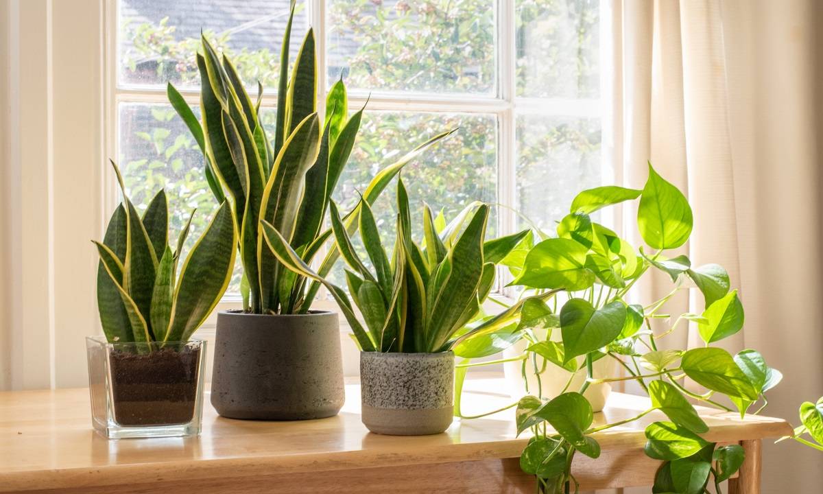 5 Houseplants That Make the Perfect Gift