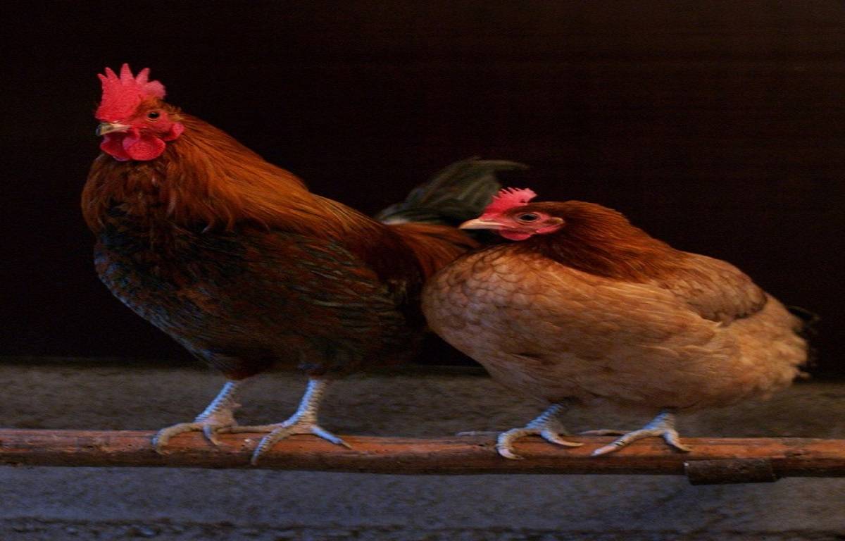 Chicken can clean themselves by bathing in dirt and are even very self-aware