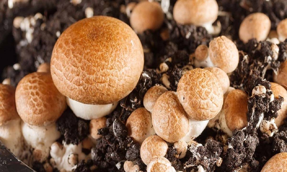 Cremini mushrooms are highly versatile and can be used in a wide range of recipes