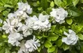 6 Fragrant Flowers That Last Longer 