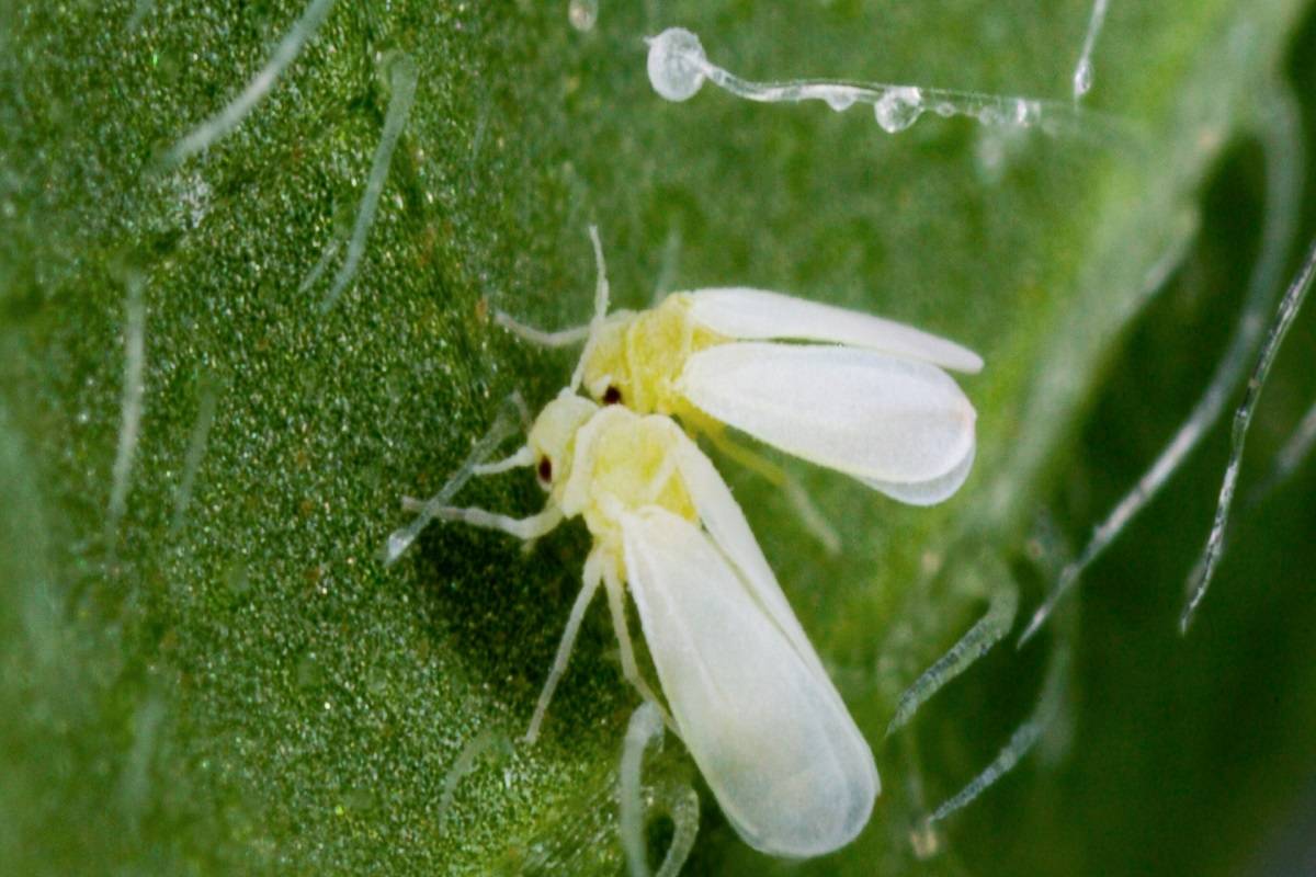The government has decided to discourage farmers from sowing moong in cotton belt districts of Punjab on request that the cultivation of moong is resulting in white fly attacks which also attacked the standing cotton crop
