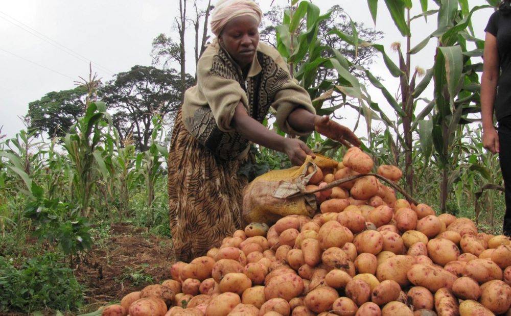 Improved potato production has the potential to significantly increase farm incomes