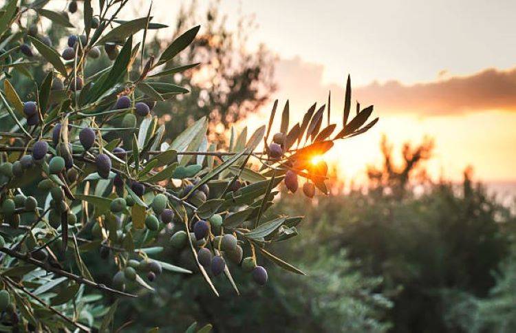 Research would aid in the promotion of olive cultivation in the province