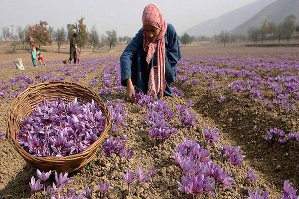 Lavender Cultivation in Bhaderwah, Jammu