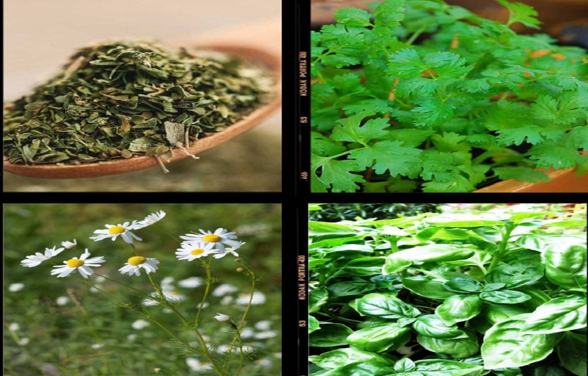 4 Most Profitable Herbs You Can Grow in Your Kitchen Garden