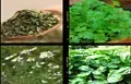 4 Most Profitable Herbs You Can Grow in Your Kitchen Garden  