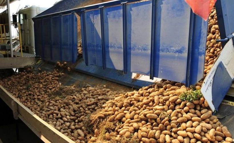 Around 3000 quintals of potatoes were sent to Malaysia, and 3000 quintals were sent to Dubai & Qatar