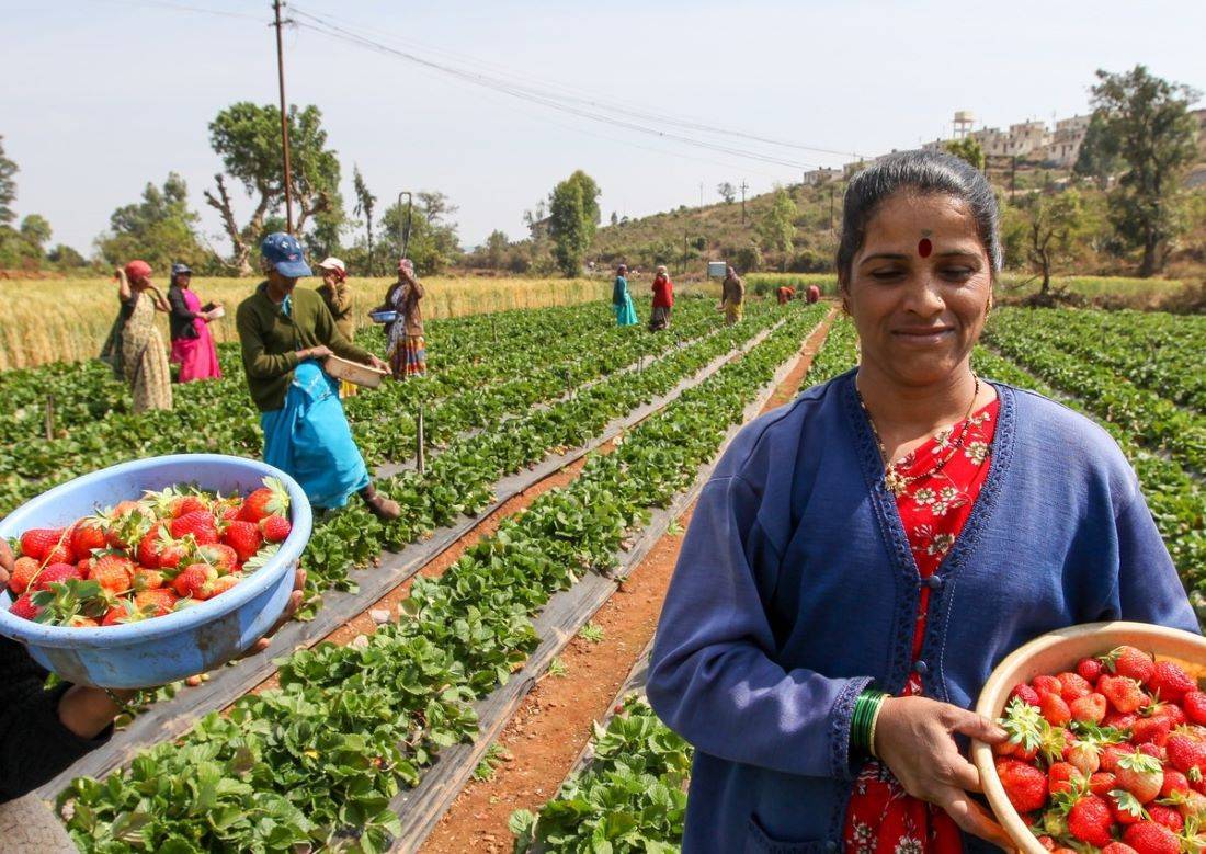 Women SHGs are receiving profit up to 2.5 to 3 lakh rupees within just 3-4 months by expanding strawberries