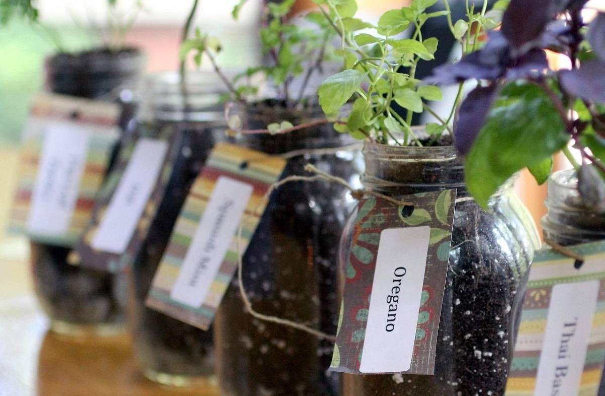 Mason jar herb garden