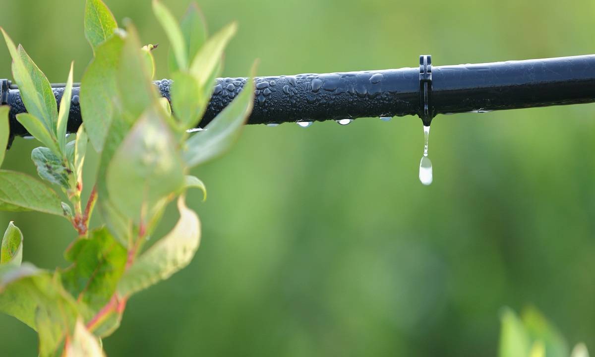 Per Drop More Crop: Unleashing the Potential of Micro Irrigation