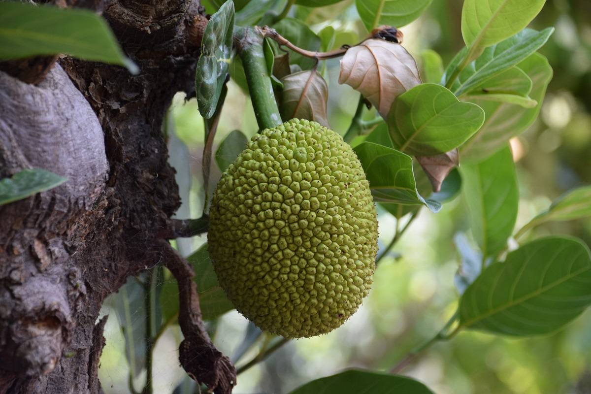 Goa Agri department aims to promote jackfruit cultivation