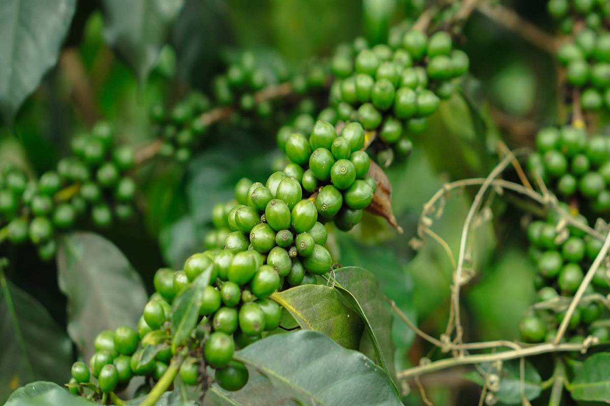 Black Pepper, an indigenous woody spice crops of global importance is prone to pests and diseases