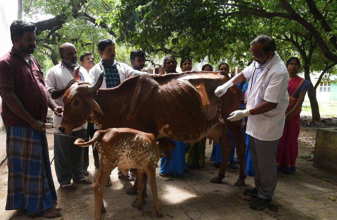 Government urged panchayats and other institutions to assist in providing shelter for destitute cows