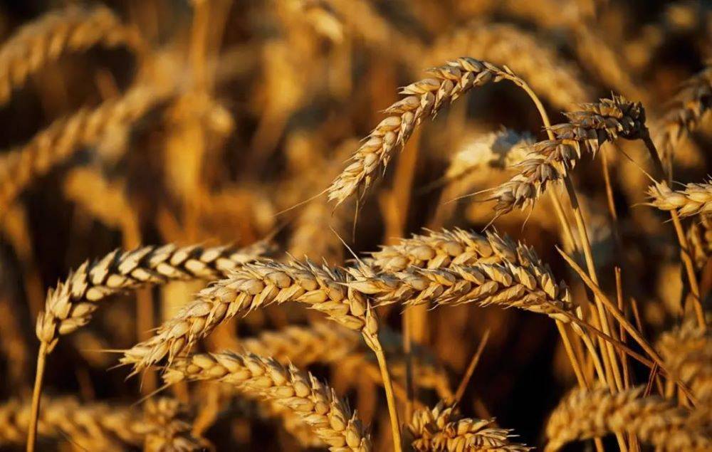 The increase in wheat acreage in the country, from 30 million hectares last year to around 31.5 million hectares this year