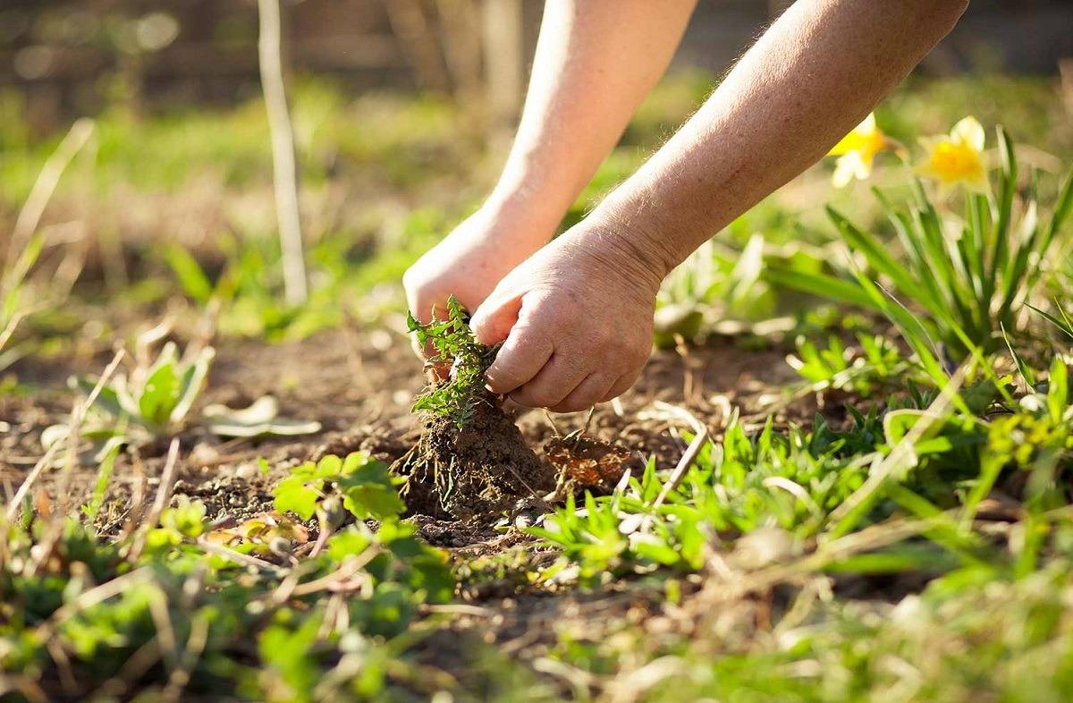 Weeds make your plants more susceptible to pests and diseases.