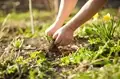 Weeding: A Brief Guide to Natural & Organic Ways of Weed Removal
