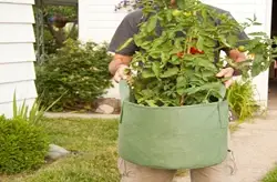 Planning to Grow Plants in Bags? Read This First