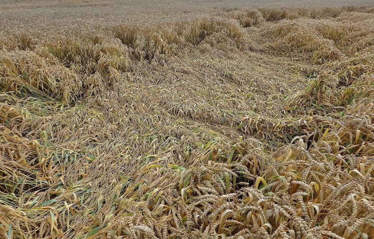 Punjab farmers are worried that heavy rains may lead to wheat damage.