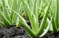 Yellowing Aloe Vera Leaves? Here’s What You Need to do to Restore Its Vibrancy!  