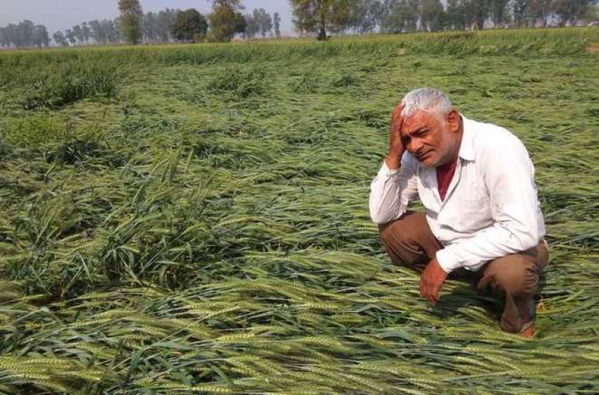 Untimely rains followed by high winds have flattened the wheat crop