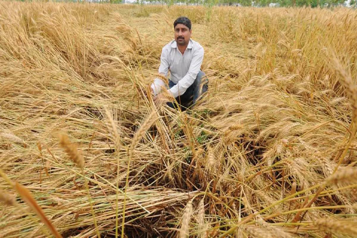 Rain, winds flatten wheat crop, may delay harvesting