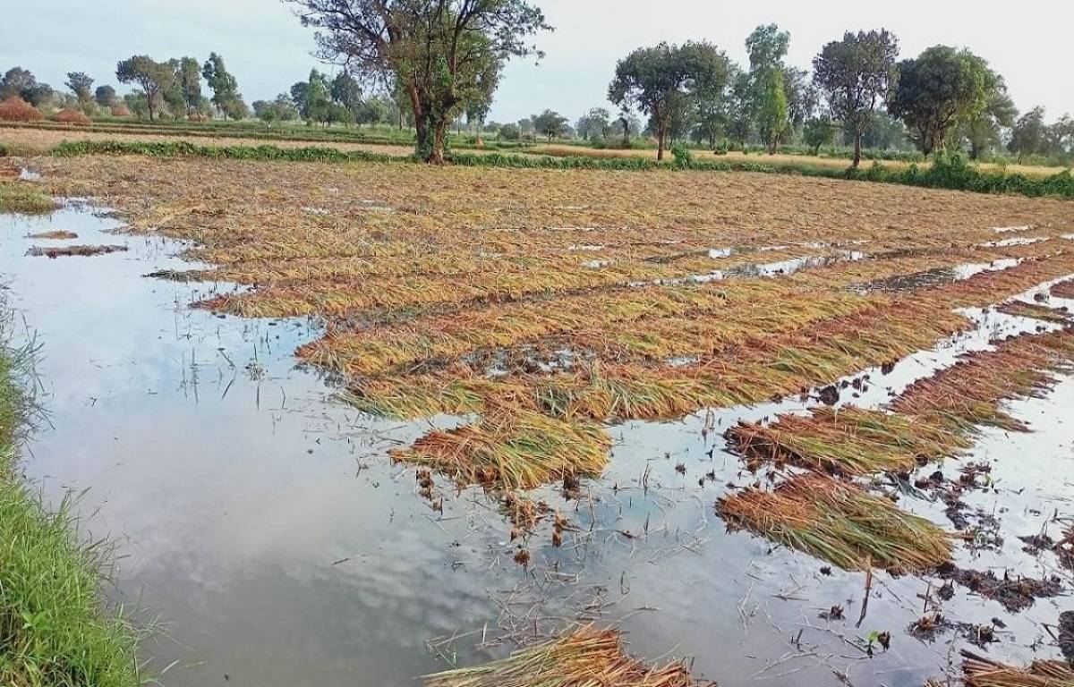 Crop damaged in a hailstorm in an orchard in Gir Somnath