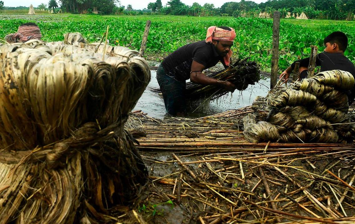 Ganges Delta is home to over 85 percent of the world's jute crop