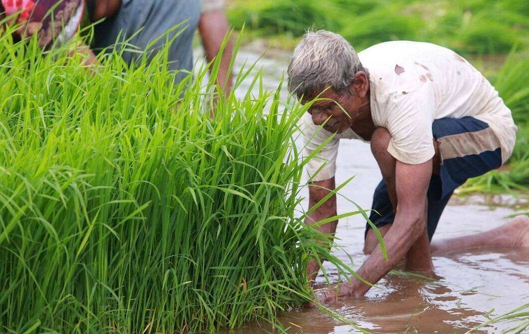 Rain-fed rice yields in India are anticipated to fall by 20% in 2050