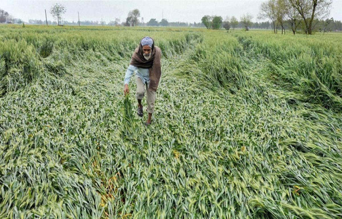 Five districts reported damage to the wheat crop of more than 40%, and the remaining districts recorded lodging of 15% to 25%