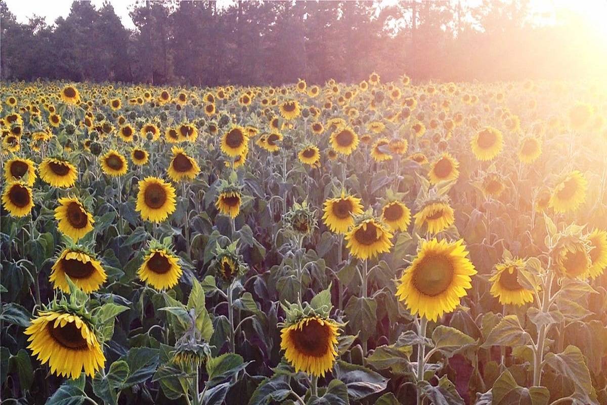 Sunflower is a popular vegetable oil crop in India and farmers were seen tending to the oilseed crop in the fields of West Bengal's South 24 Parganas.