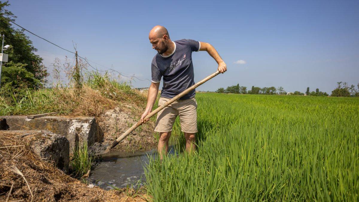 With climate change causing more regular droughts, Italy is looking for additional ways to protect its rice industry