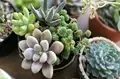 Grow Succulents from Cuttings: The Ultimate Guide for Succulent Fanatics!