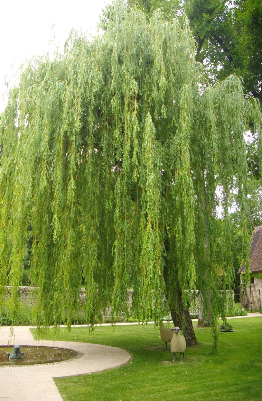 Weeping Willow Diseases