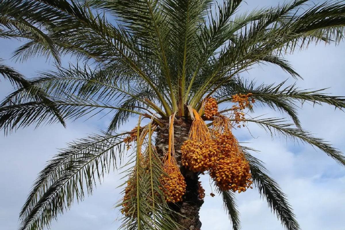 In areas where kinnow cannot be cultivated, date palm could be considered, Station director, Dr PK Arora informed.