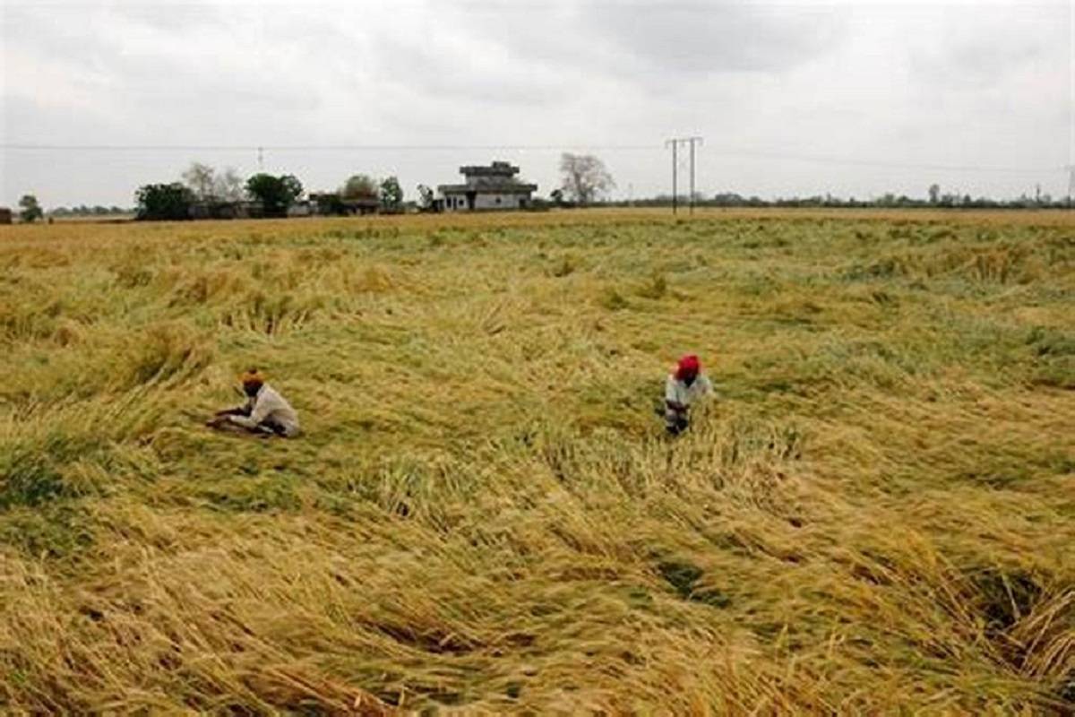 Farmers look at their flattened wheat crop at a Bhiwani village.