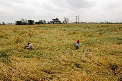 Expert Analysis Reveals Extent of Wheat Crop Loss in 5 Haryana Districts 