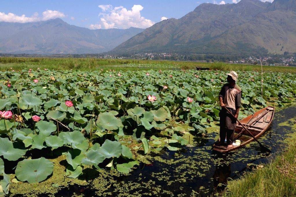 Dal Lake is famous for its delectable Lotus Stems, commonly known as 'Kamal Kakdi'