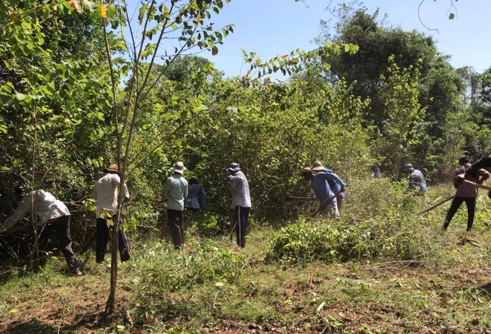 TNPL is cutting and removing Senna spectabilis trees in the tiger reserves of Mudumalai & Satyamangalam