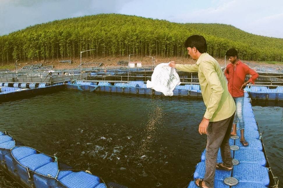 Open sea cage farming began in four locations in 2003: Visakhapatnam, Balasore (Odisha), Chennai & Kochi