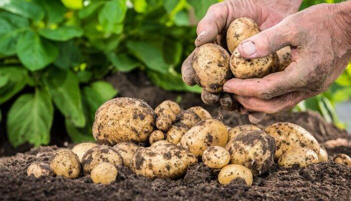 Late blight is a big worry for potato growers in India