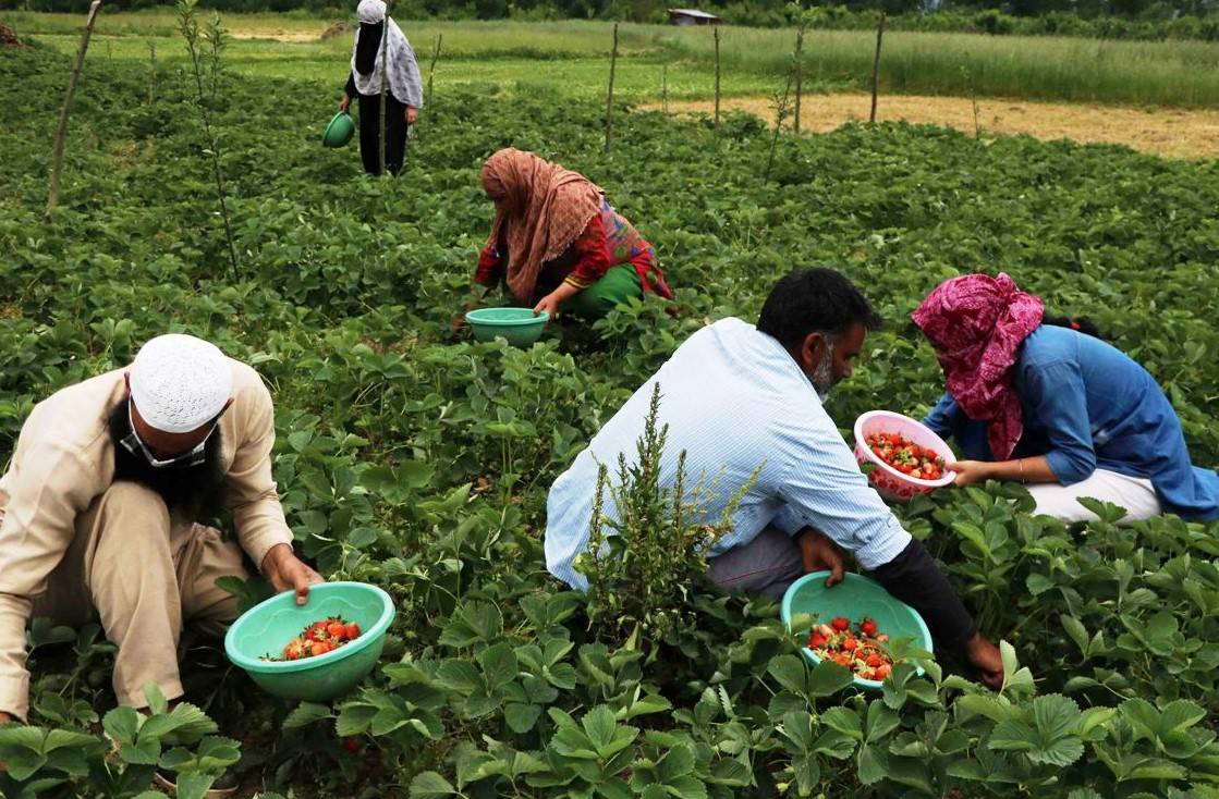 An artificial intelligence-based chatbot will help farmers through all information