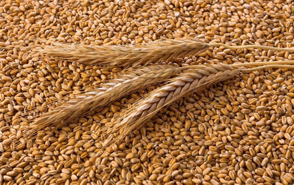Wheat production is expected to reach 112 MT this year