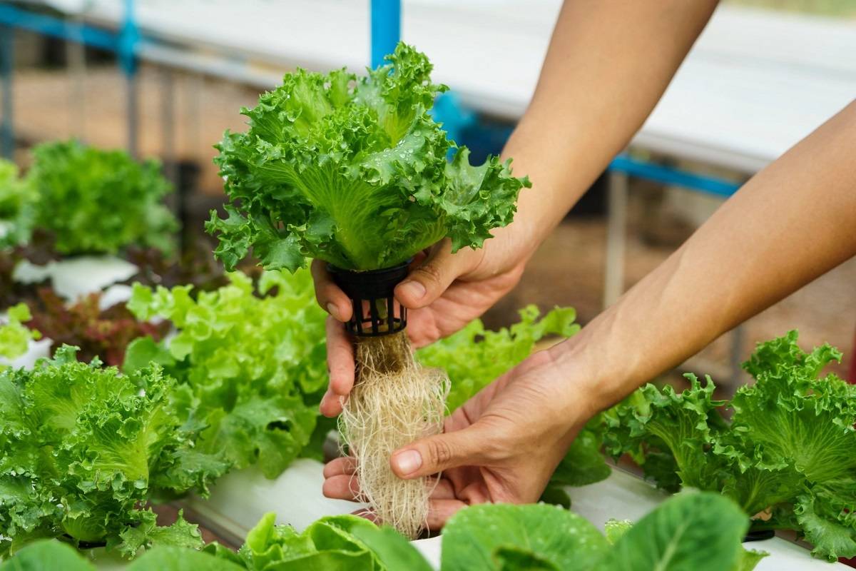 In this article, we'll take a closer look at some of the top hydroponics companies in India.