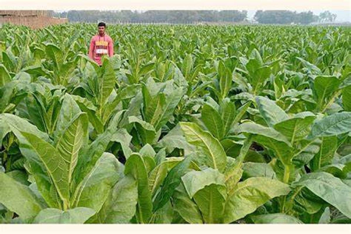 Bihar is the fifth largest producer of tobacco in the country, preceded by Gujarat, Andhra Pradesh, Uttar Pradesh and Karnataka