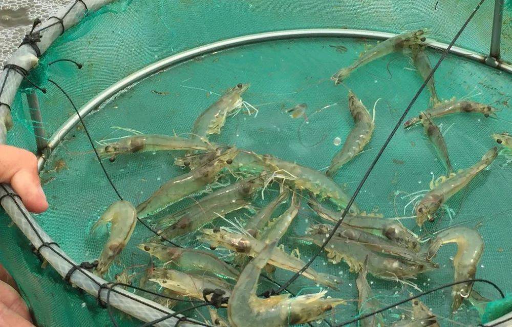 Shrimp Farming Transforms Haryana Farmers' Lives & Increases Profits by 10 Times