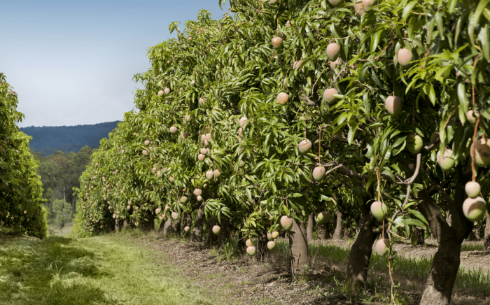 Kolar Farmers Launches Online Portal for Door-to-Door Mango Delivery