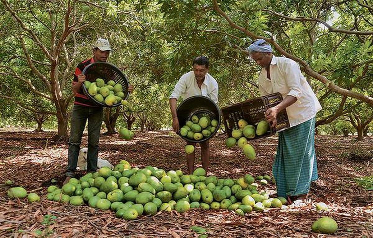 he damage has led to a reduction in the availability of good mangoes for export